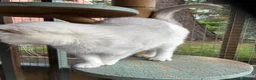 British Shorthair cats for sale: Beautiful Silver Tipped British Shorthair Female  - Advert 4