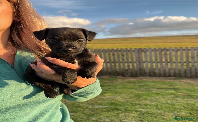 Patterdale Terrier dogs - Advert 6