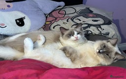 Ragdoll cats for sale: Three beautiful blue ragdoll kittens  - Image 31