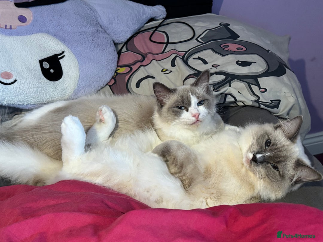 Ragdoll cats for sale: Three beautiful blue ragdoll kittens  - Image 31