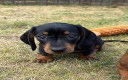 Miniature Dachshund dogs for sale: Almost ready to leave!Amazing Miniature Dachshunds in Doncaster - Image 6