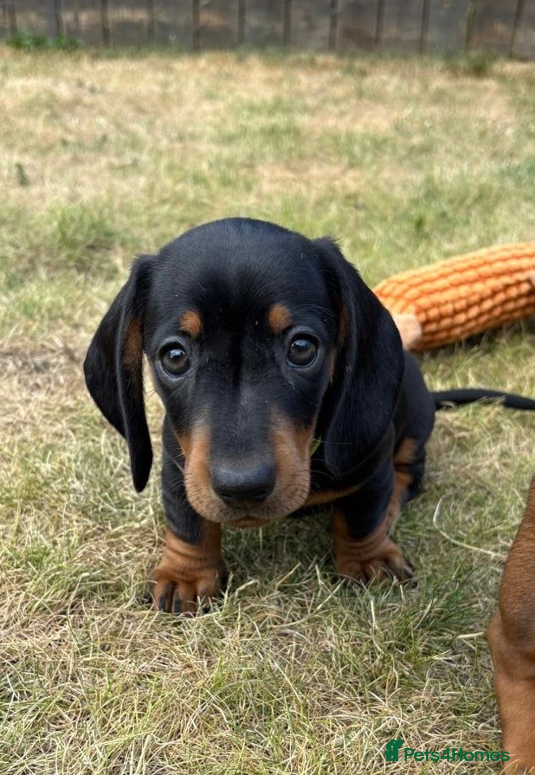 Miniature Dachshund dogs for sale: Almost ready to leave!Amazing Miniature Dachshunds in Doncaster - Image 6