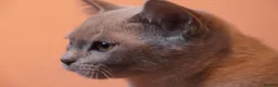 Burmese cats for sale: Beautiful Healthy Burmese  - Advert 25