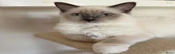 Ragdoll cats for sale: Ragdoll kittens  - Advert 18