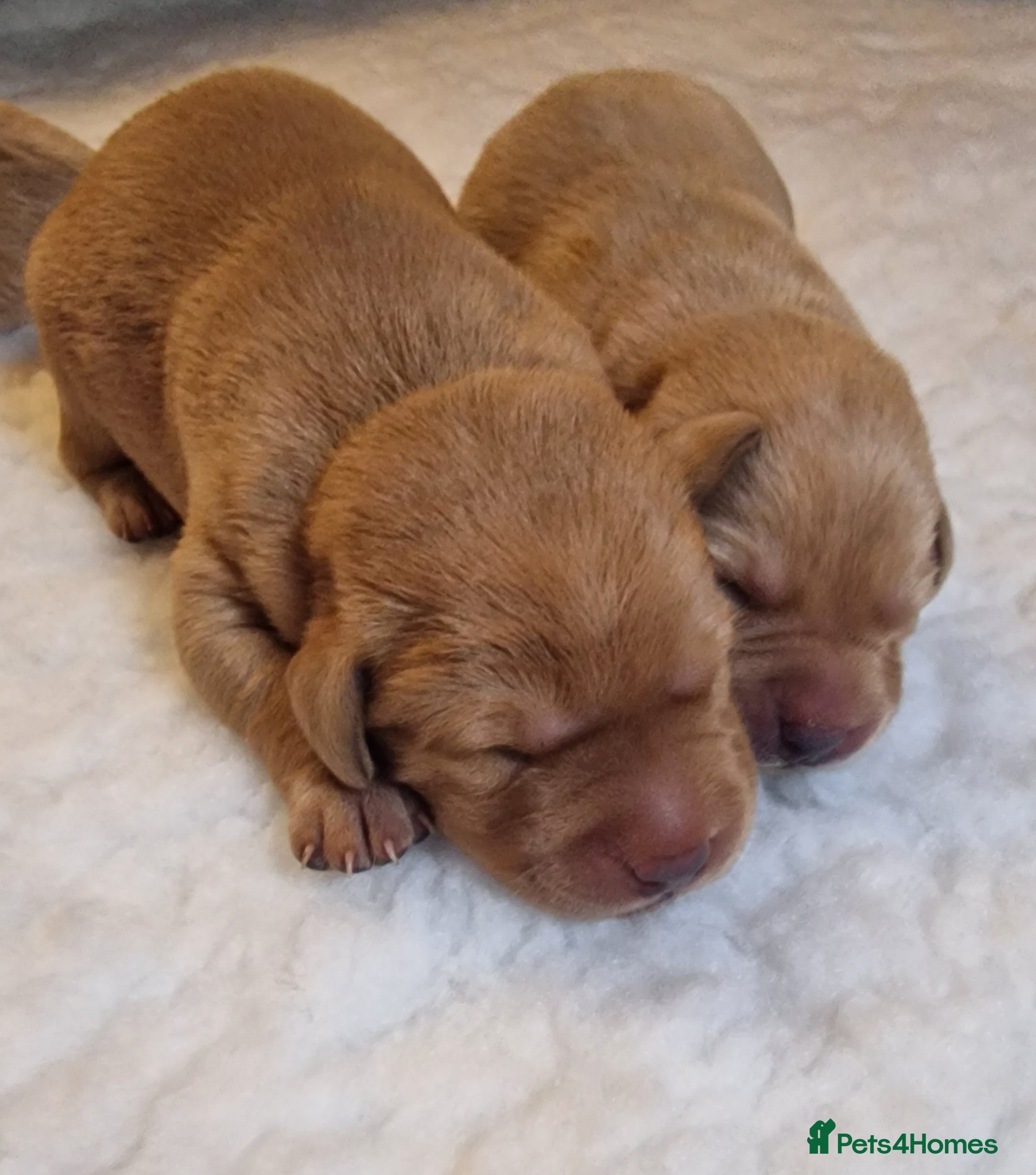 Labrador Retriever dogs FOX RED/ YELLOW - LABRADOR RETRIEVER PUPPIES - Advert 2