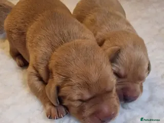Labrador Retriever dogs FOX RED/ YELLOW - LABRADOR RETRIEVER PUPPIES - Advert 2
