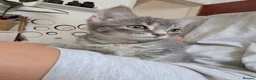 Mixed Breed cats for sale: Grey Tabby Female Kitten – British Shorthair Mix - Advert 10