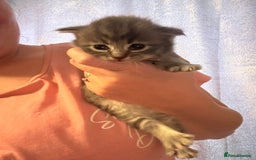 Ragdoll cats for sale: Ragdoll cross Norwegian forest cat - Image 3