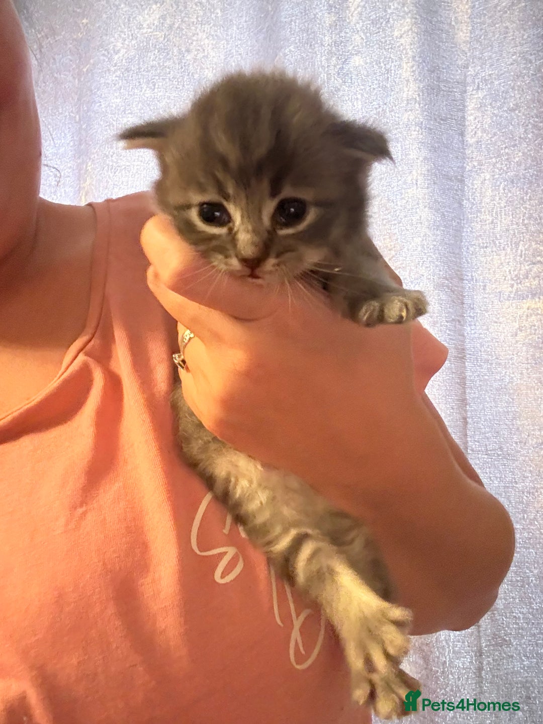 Ragdoll cats for sale: Ragdoll cross Norwegian forest cat - Image 3