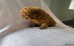 Miniature Poodle dogs for sale: Small size beautiful perfect poodle babys - Image 10