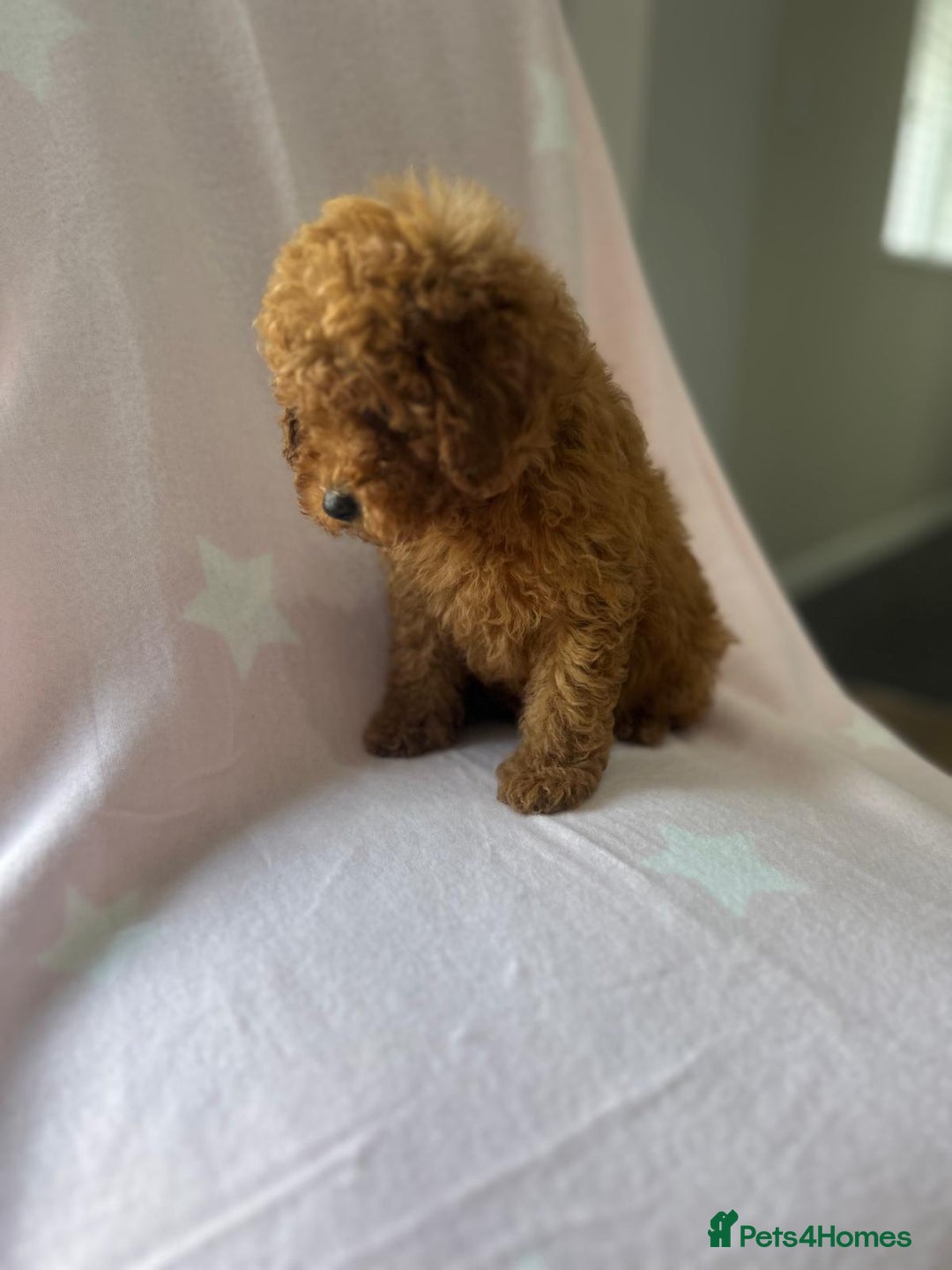 Miniature Poodle dogs for sale: Small size beautiful perfect poodle babys - Image 10