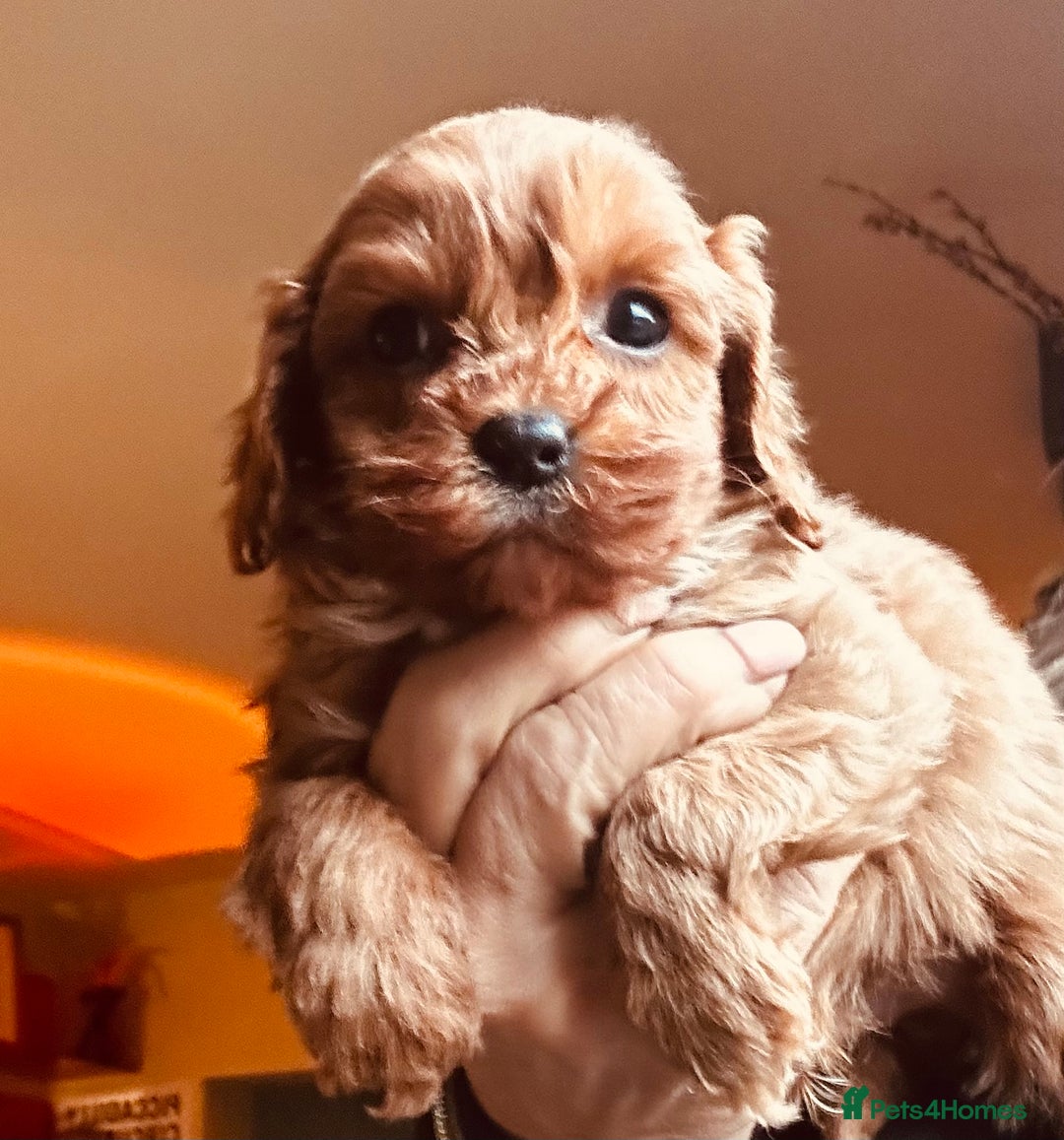 Cavapoo dogs for sale: Bright red not to curly f1 Cavapoo’s  - Advert 30