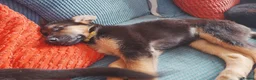Shepsky dogs for sale: German Shepherd pups - Advert 21