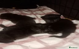 Mixed Breed cats for sale: 4 brown fully tabby kittens  - Image 10