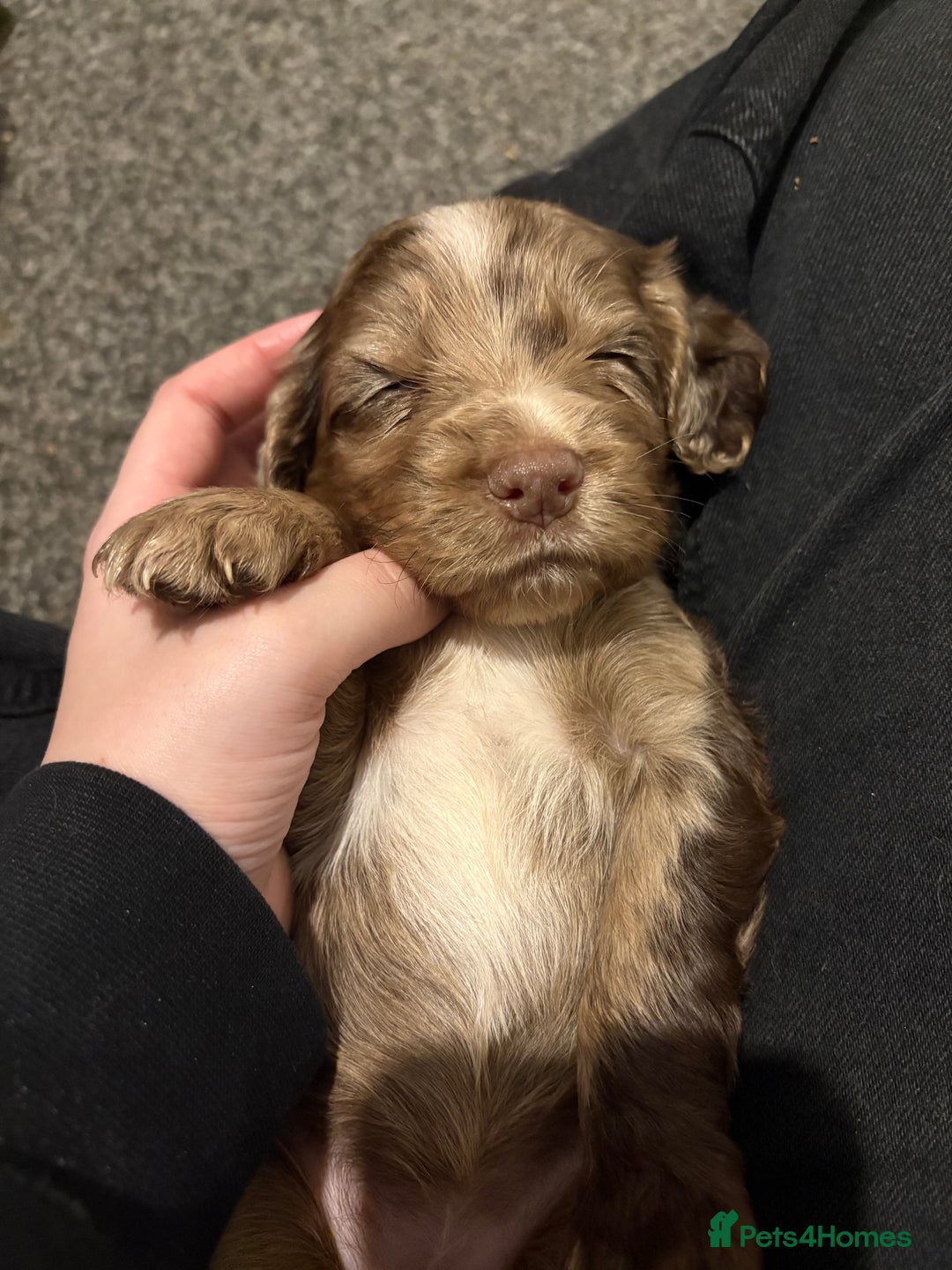 Cocker Spaniel dogs for sale: FEMALE CHOC WORKING COCKER LEFT! - Advert 16