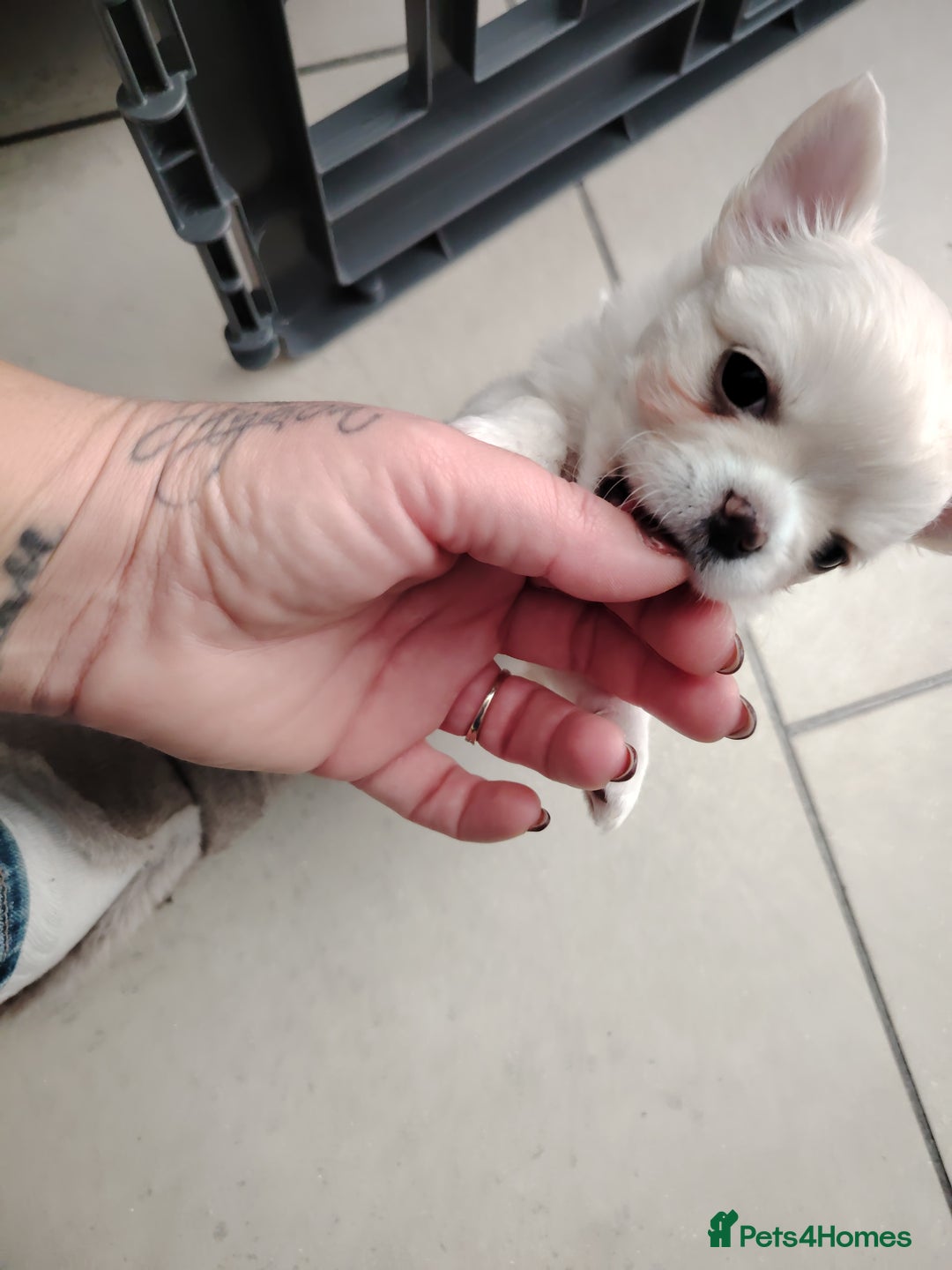 Chihuahua dogs for sale: Both girls are now reserved  - Advert 8