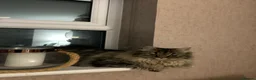 Munchkin cats for sale: Oscar & Zoe in Preston - Advert 5