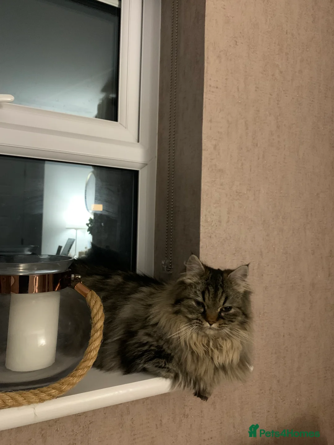 Munchkin cats for sale: Oscar & Zoe in Preston - Advert 5