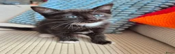 British Longhair cats for sale: Litter of 6 kittens - Advert 18