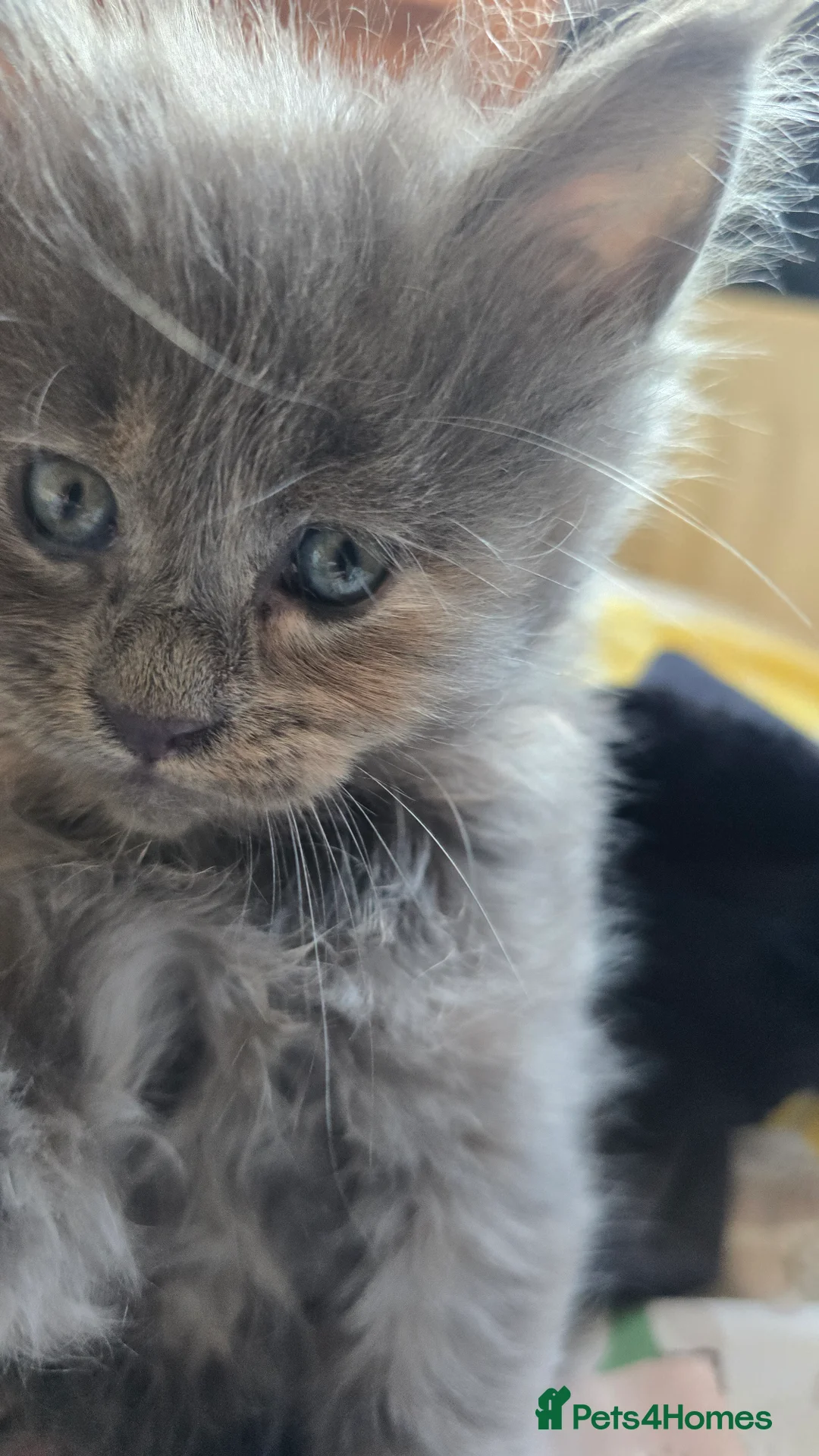 Maine Coon cats for sale: TICA REG MAINECOONS  - Advert 4