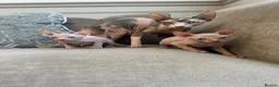 Sphynx cats for sale: Ready to leave now pink blue eyes Sphynx  - Advert 15