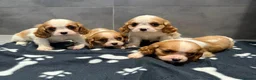 Cavalier King Charles Spaniel dogs for sale: 🐶King Charles cavalier puppy’s ⭐️⭐️⭐️⭐️⭐️ - Advert 7