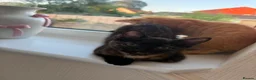 Mixed Breed cats for sale: Tortoise Female Kitten  - Advert 20
