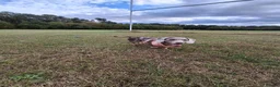 Dachshund dogs for sale: Female dachshund  in Washington - Advert 1