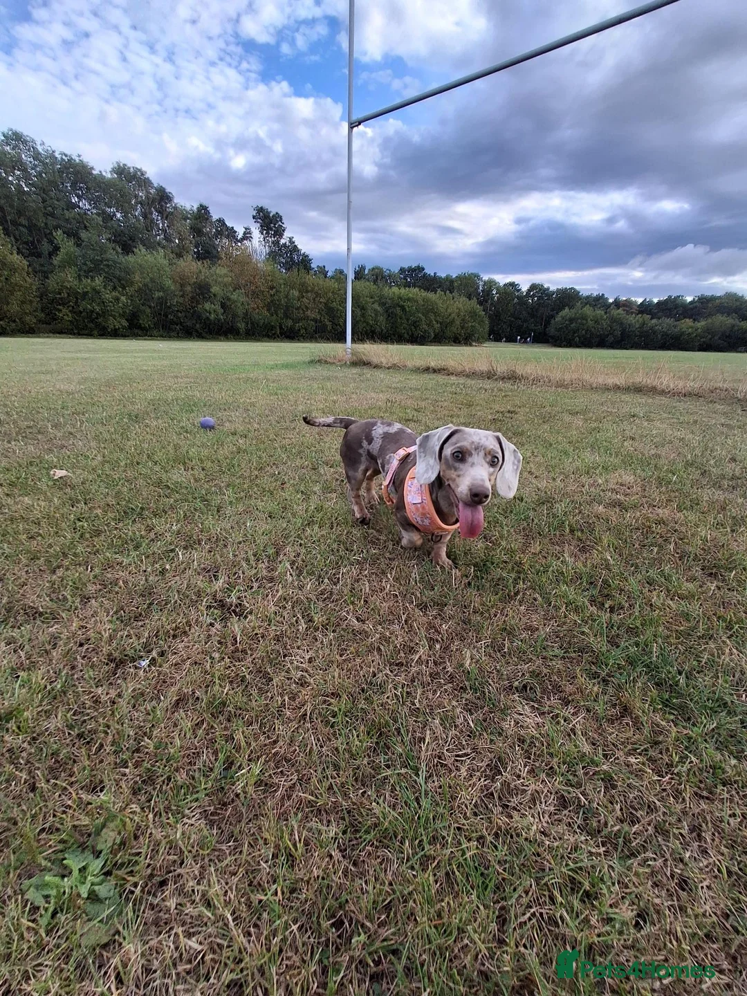 Dachshund dogs for sale: Female dachshund  in Washington - Advert 1