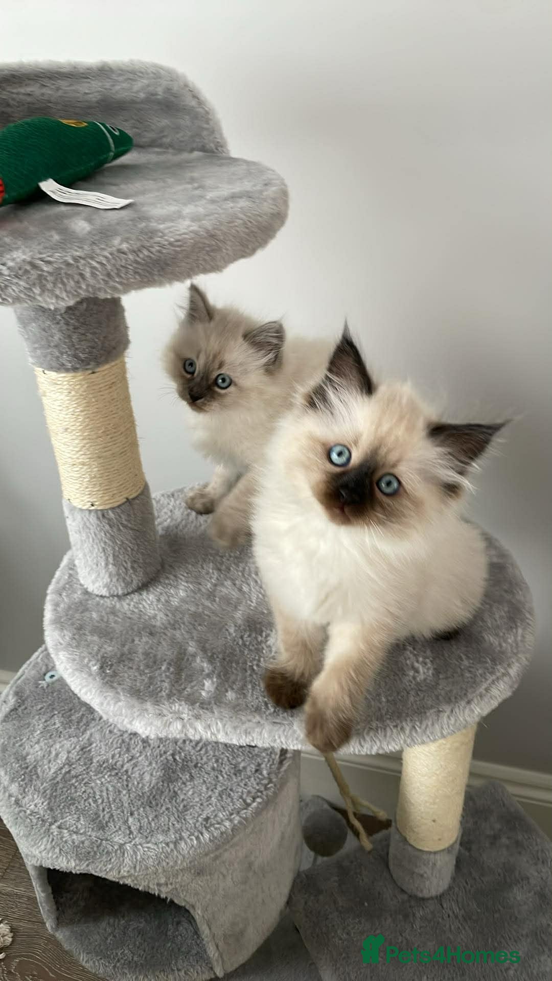 Siberian cats 2 Pure Neva Masquerade kittens available  - Advert 10