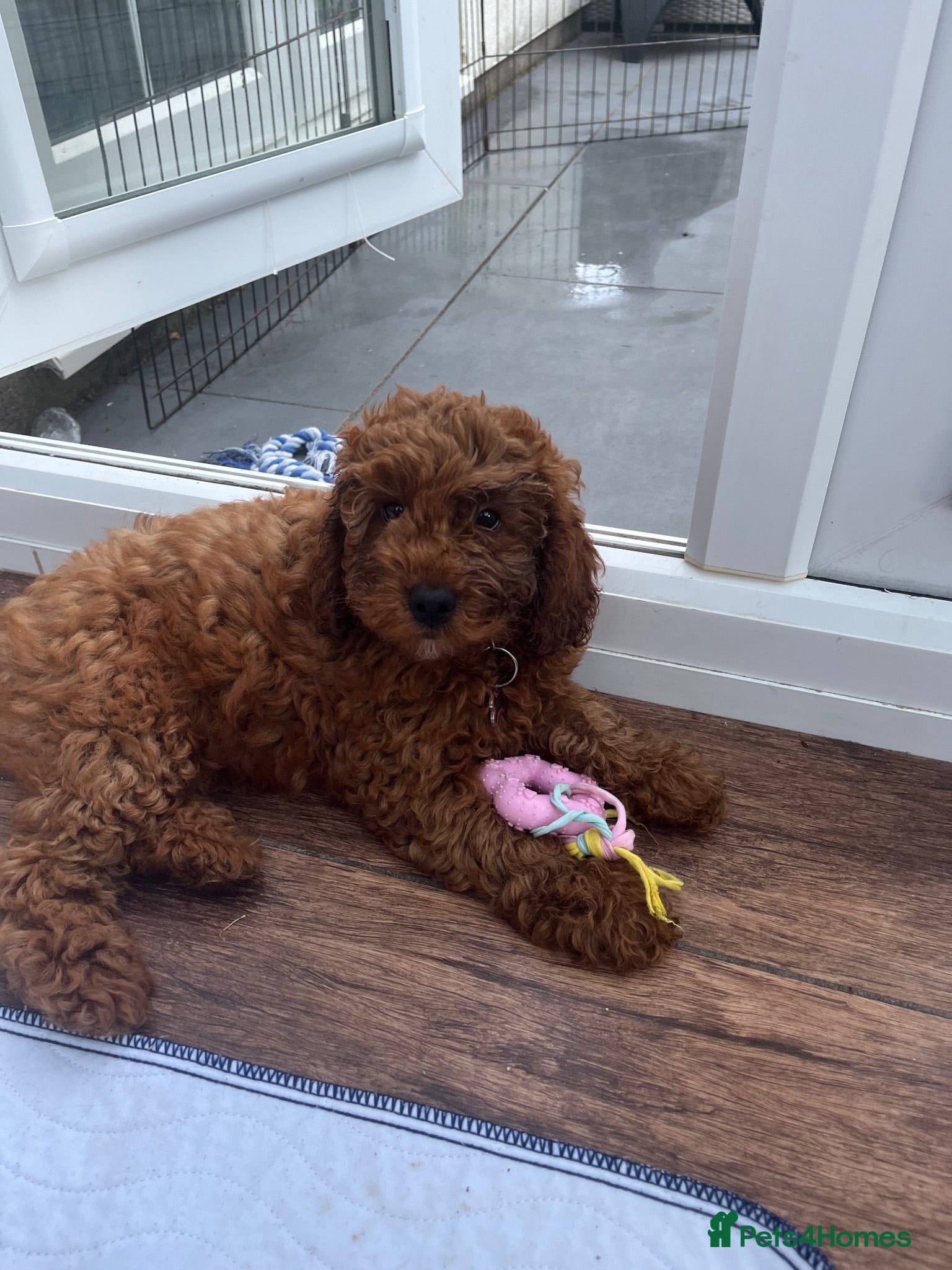 Cockapoo dogs *Last girl* Toy Cockapoo puppy - Advert 2