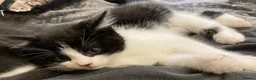Mixed Breed cats for sale: beautiful fun kittens for sell  - Advert 5