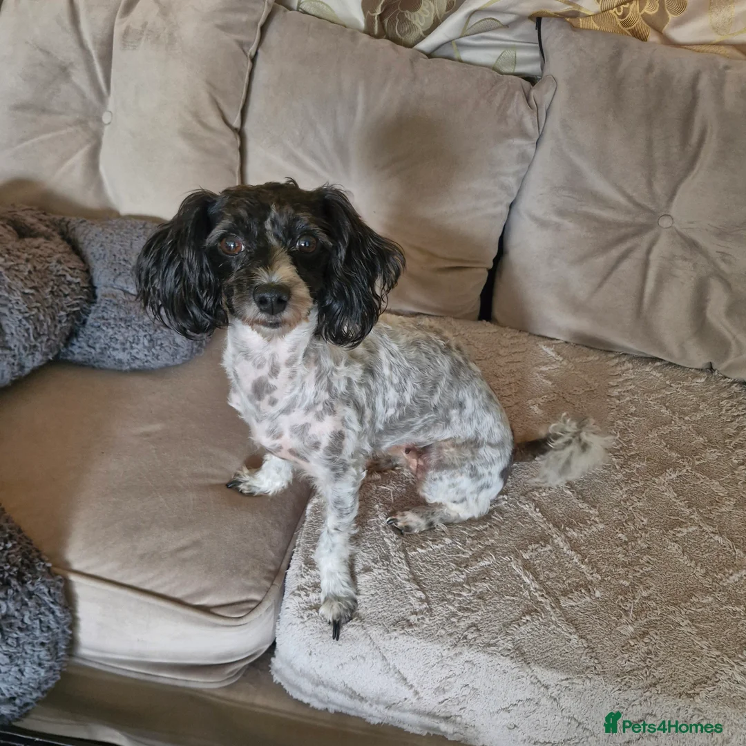 Poochon dogs for sale: Poochon  in Port Talbot - Advert 2