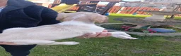 Saluki dogs for sale: KC registered saluki puppy’s  - Advert 8