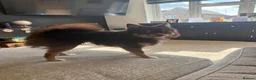 Pomsky dogs for sale: Toy Pomsky in Wickford - Advert 5