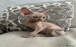 Devon Rex cats for sale: TICA Registered- Lilac Devon Rex Kittens - Image 22