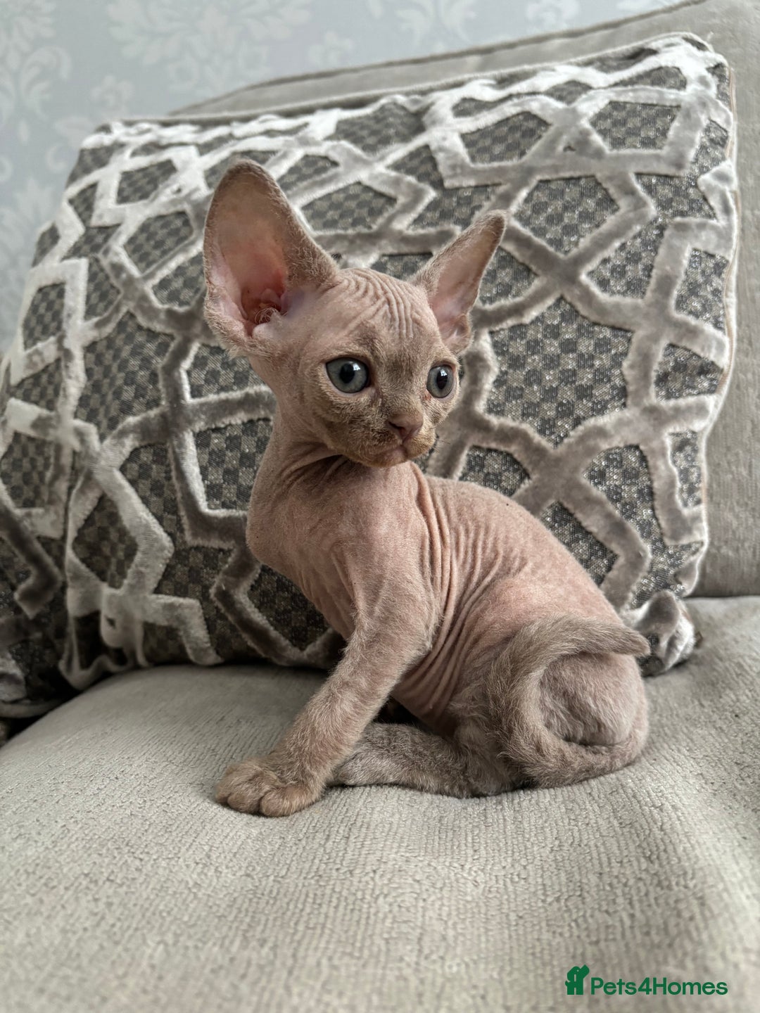 Devon Rex cats for sale: TICA Registered- Lilac Devon Rex Kittens - Image 22