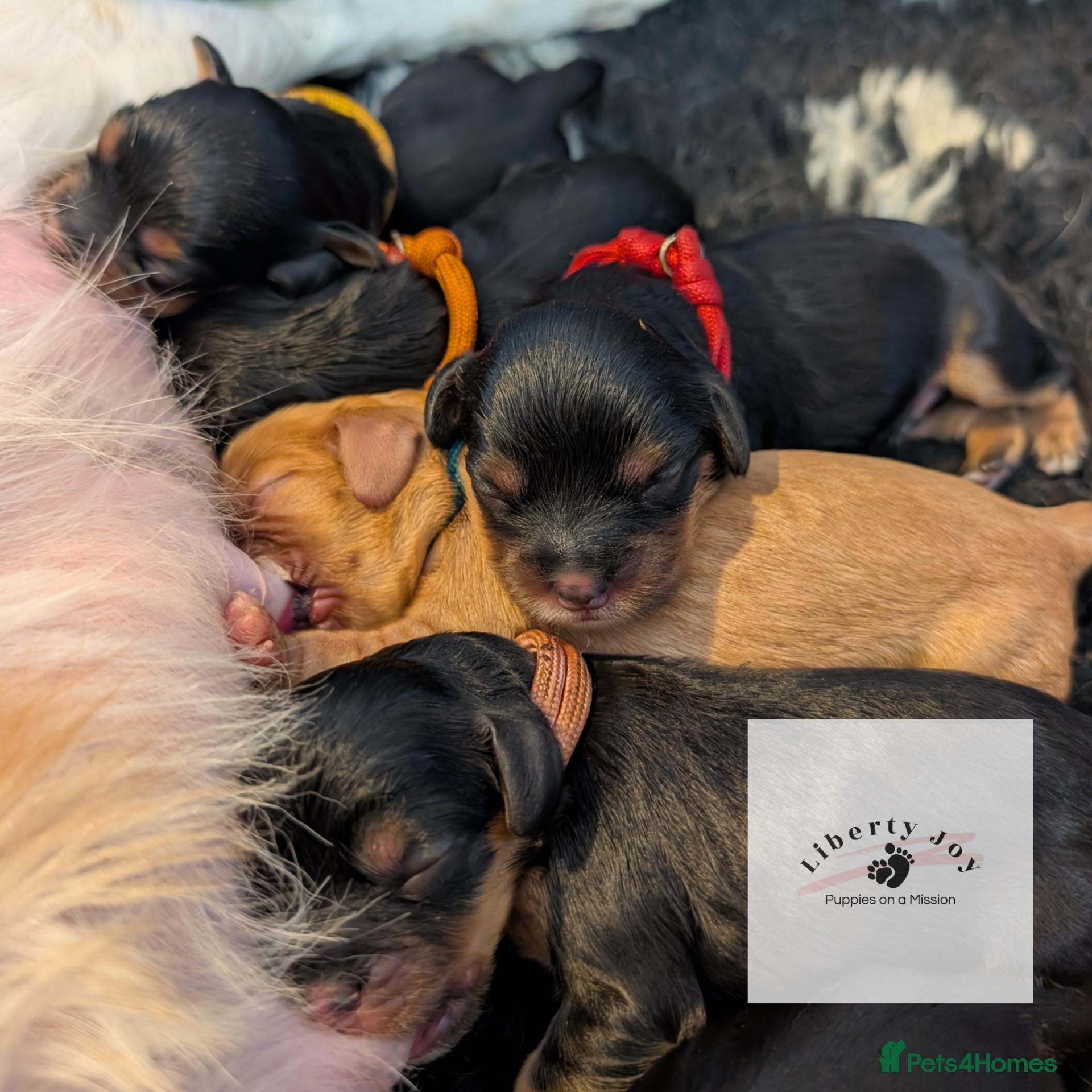 Cavalier King Charles Spaniel dogs KC Cavalier Pups - DNA, heart & eye tested parents - Advert 15