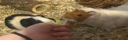 Guinea Pig rodents for sale: 2 bonded Female Guinea Pigs - 9 months old  in Braintree - Advert 12