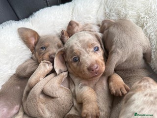 Miniature Dachshund dogs 🎄XMAS 🎄 MINIATURE DACHSHUNDS ISABELLA AND DAPPLE - Advert 11