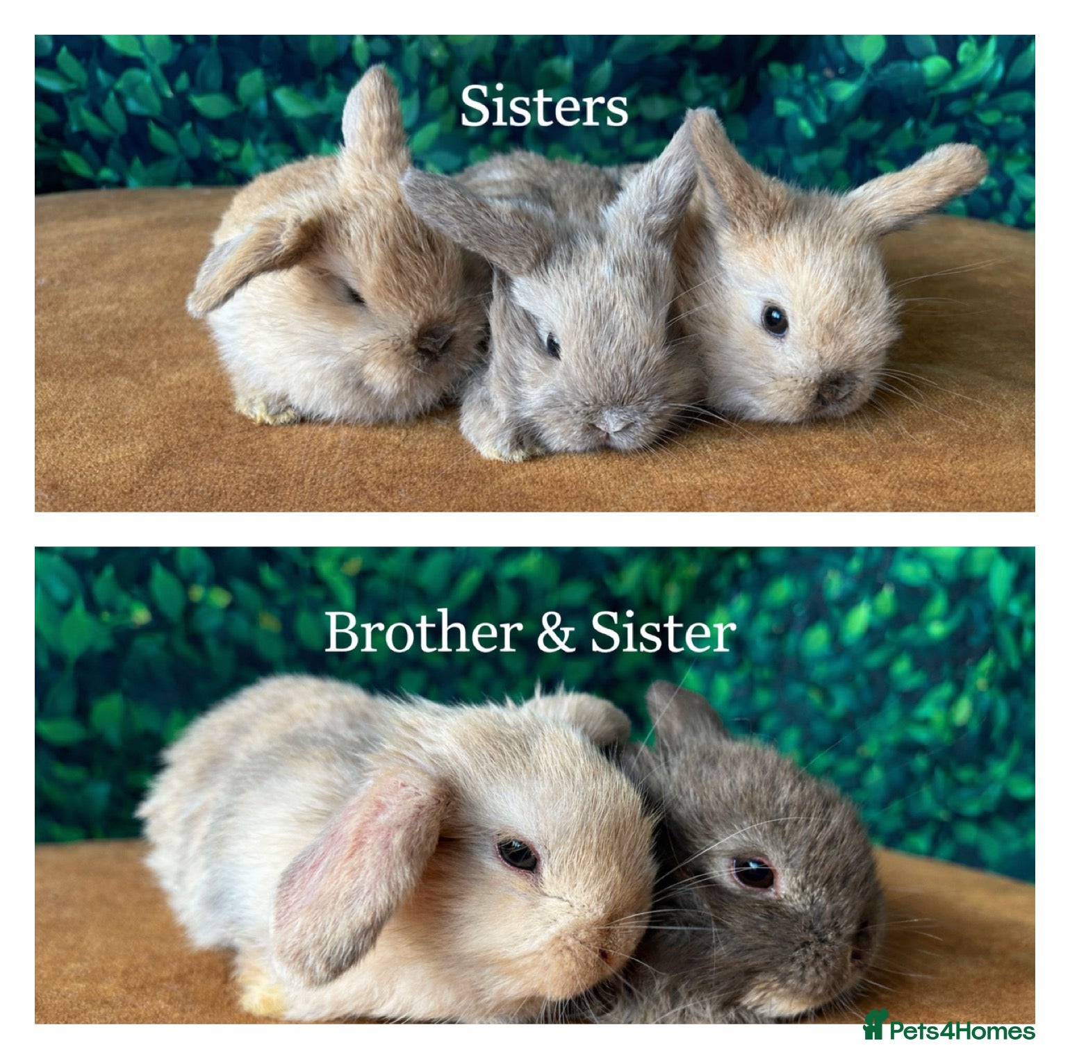 Mini Lop rabbits Gorgeous mini lops - Advert 6