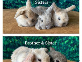 Mini Lop rabbits Gorgeous mini lops - Advert 4
