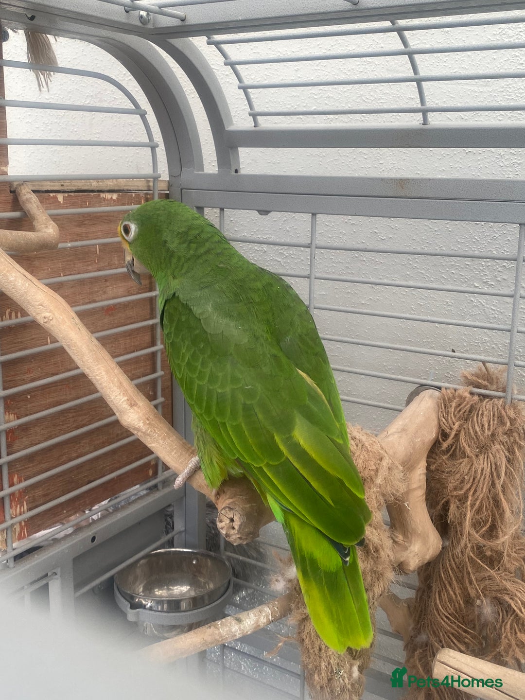 Parrots birds for sale: AMAZON YELLOW CROWNED PANAMA PROVEN PAIR - Image 14