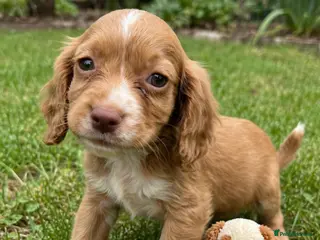 Cocker Spaniel dogs Exceptional cocker spaniels - Advert 1