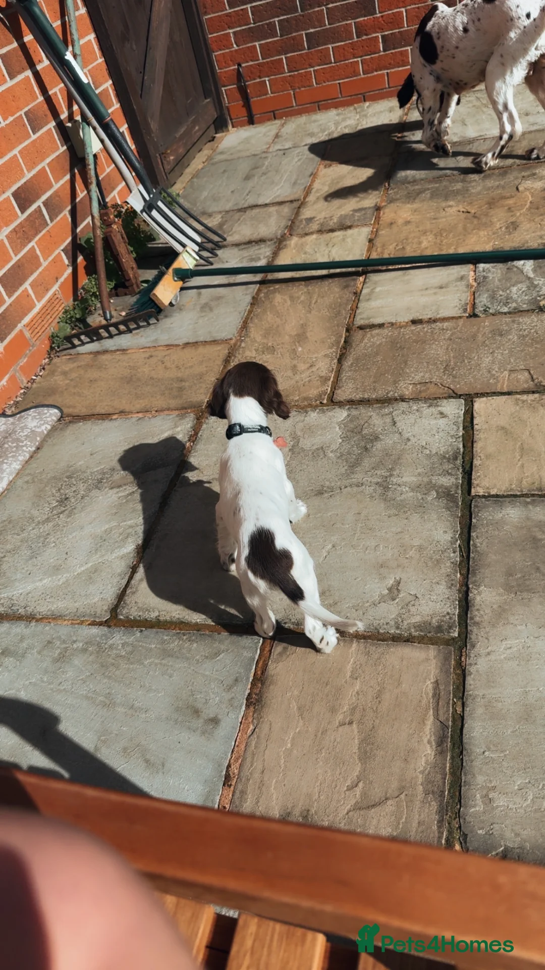 English Springer Spaniel dogs for sale: 14 Week Old Female Springer Spaniel  - Advert 17