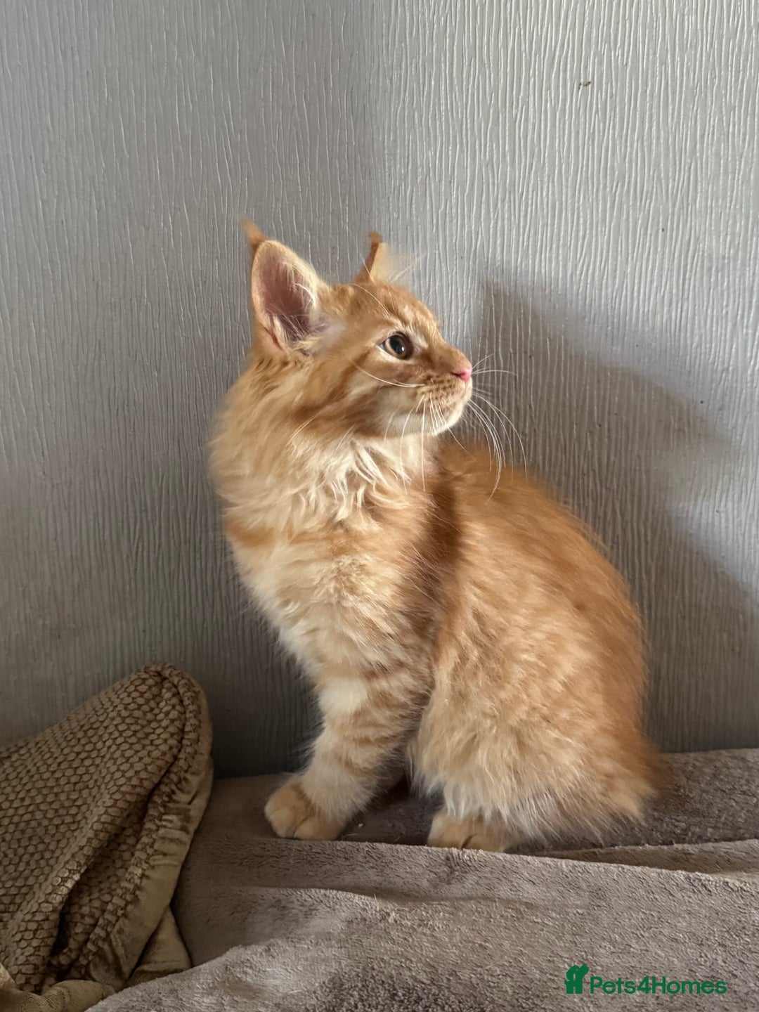 Maine Coon cats for sale: Ready now Maine Coon large Boys GCCF - Image 22