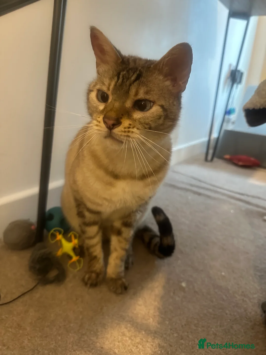 Bengal cats for sale: Sweet 7-year old Snow Sepia Bengal boy  - Advert 1