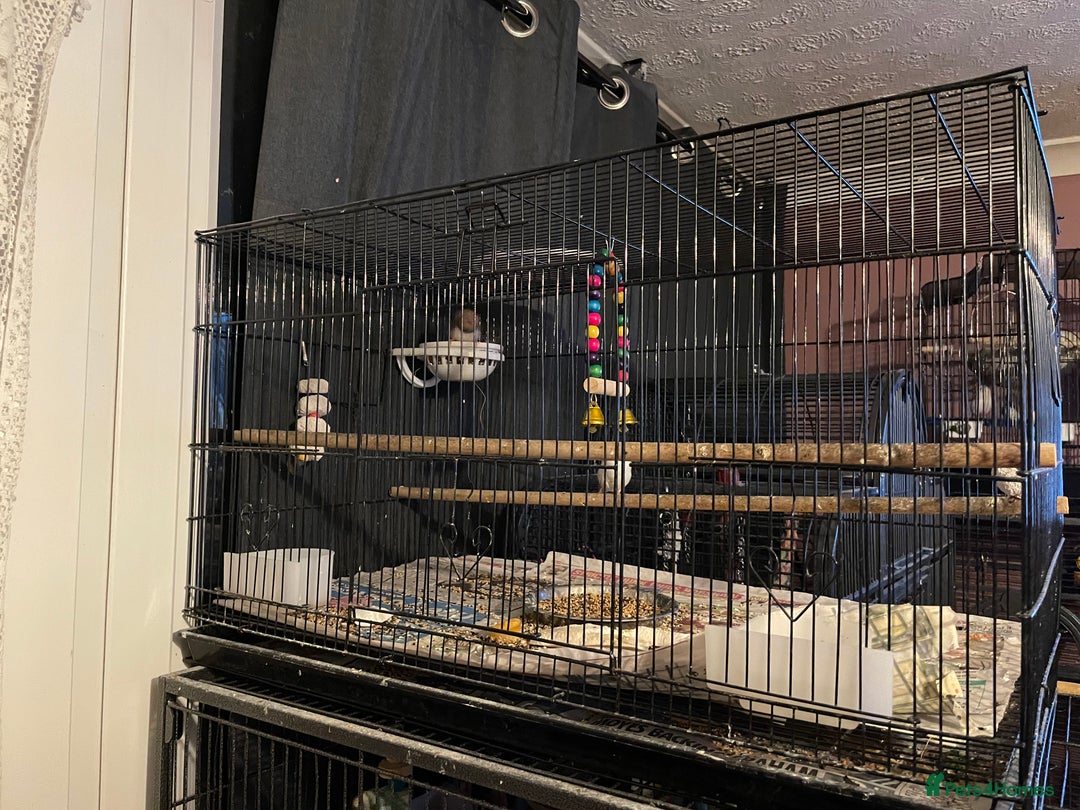 Finches birds for sale: Young Zebra finches  - Advert 1