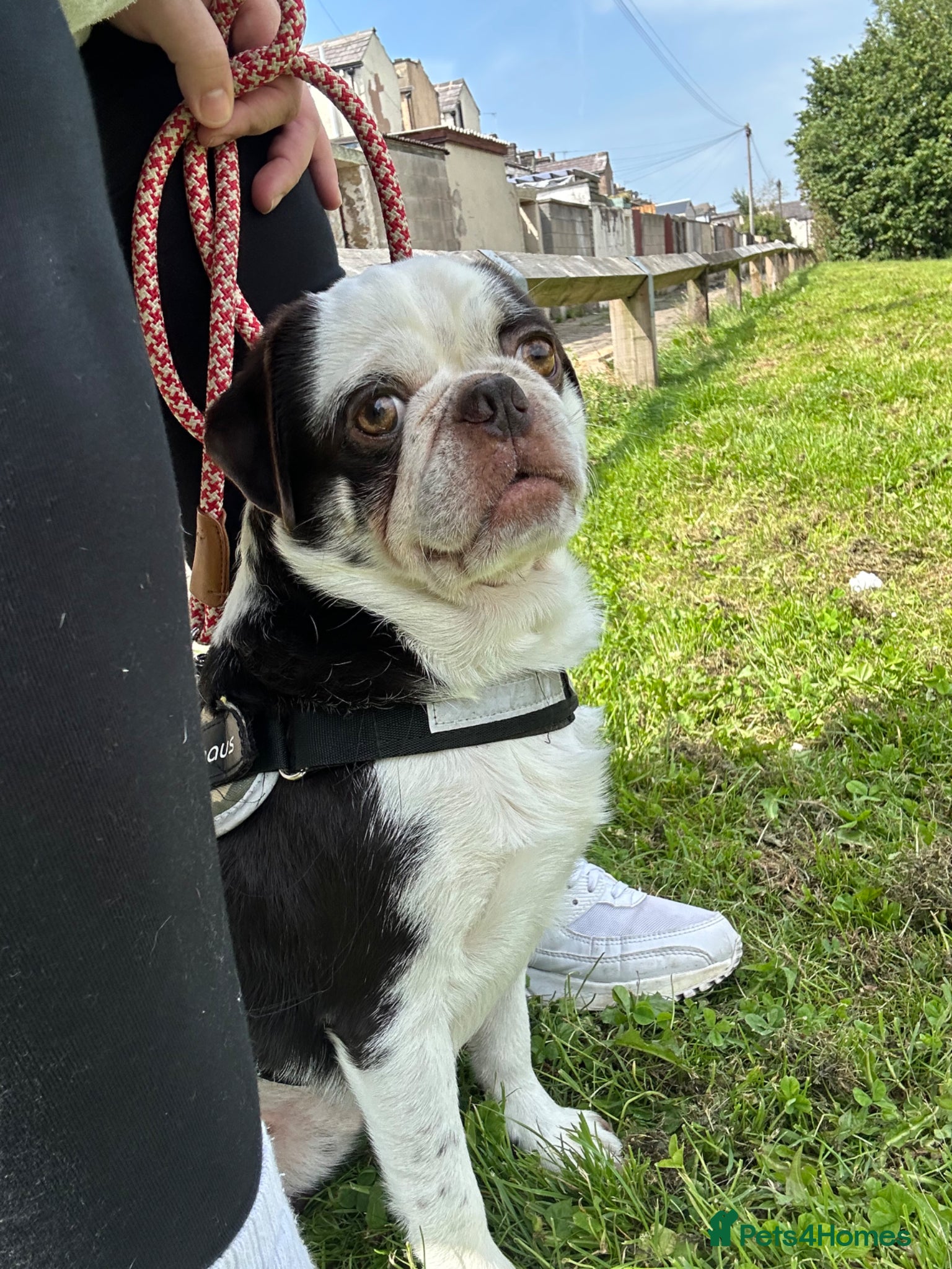 Pug dogs 🐾 Experienced Home Needed – Chocolate Panda Pug - Advert 4