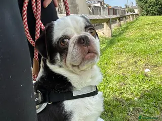 Pug dogs 🐾 Experienced Home Needed – Chocolate Panda Pug - Advert 4